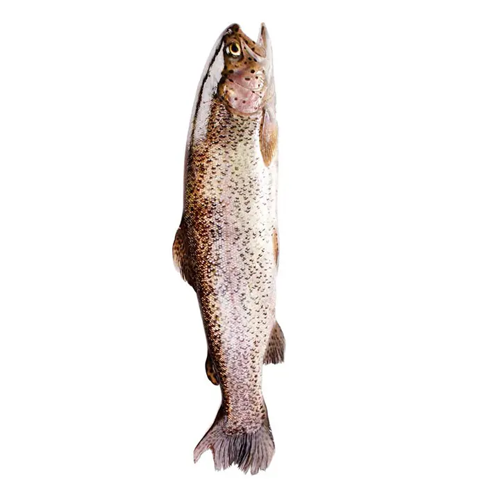 Форель радужная тушка потрошеная с головой