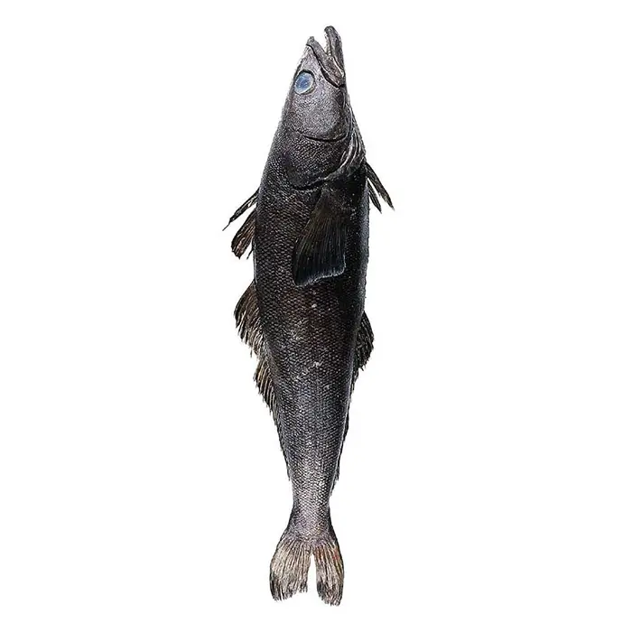 Чилийский сибас (патагонский клыкач) тушка потрошеная